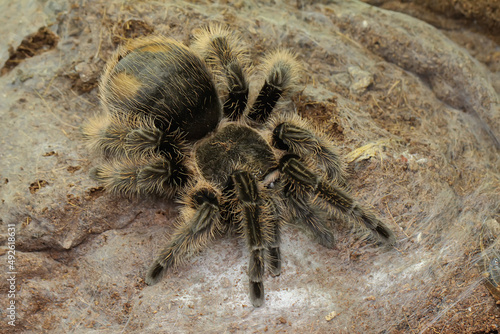A tarantula is showing aggressive behavior. All types are venomous  but not lethal to humans. 
