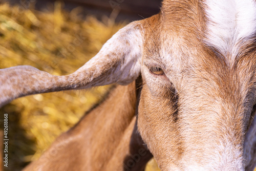 Red goat portrait on a farm photo