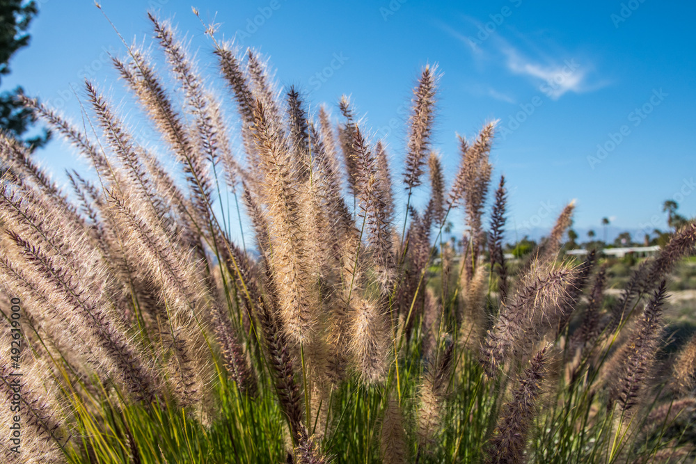 A wheat plant in Palm Springs, California