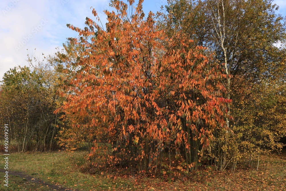 Jesienny krzew - obrazy, fototapety, plakaty 
