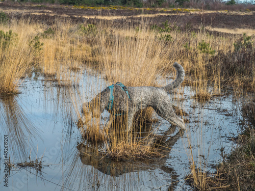 Silver poodle exploring pool on Chobham common photo