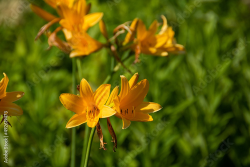 初夏の野に咲く黄色い花 
