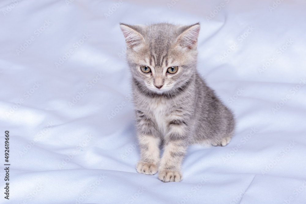Playful kitten playing on the sofa. Fluffy pet is gazing curiously. Cute little kitten walking on bed. Veterinary care animals cats.