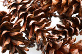 Pinecones texture background