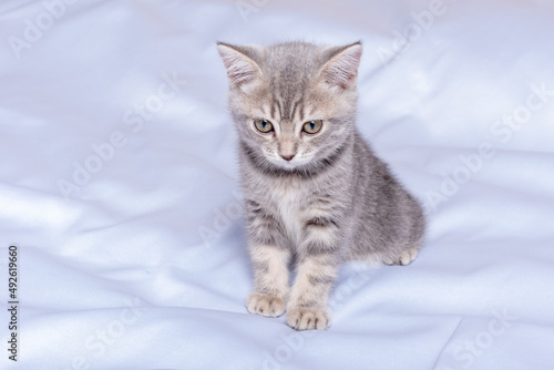 Playful kitten playing on the sofa. Fluffy pet is gazing curiously. Cute little kitten walking on bed. Veterinary care animals cats.