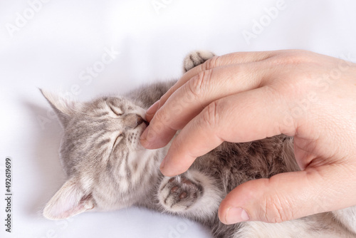A small blind newborn kitten sleeps in the hands of a man on a white bed, top view. The kitten licks the man's finger with its tongue. Caring for pets concept