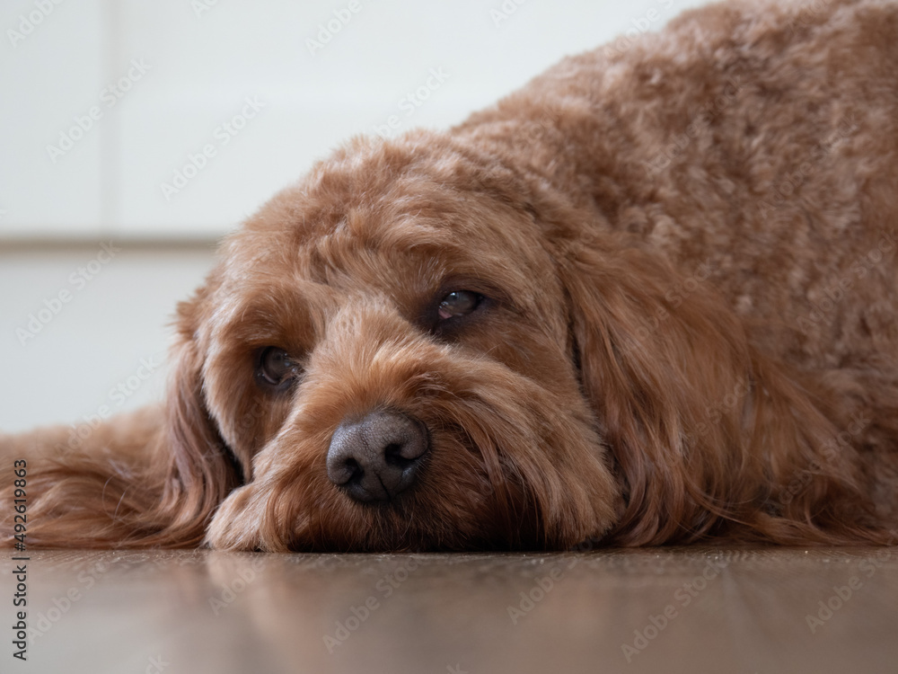 Cockapoo with head down on the the kitchen floor Cockapoo with head down on the the kitchen floor