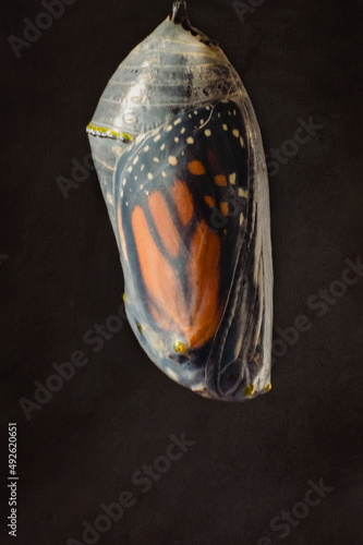 Monarch Butterfly ready to emerge from chrysalis photo