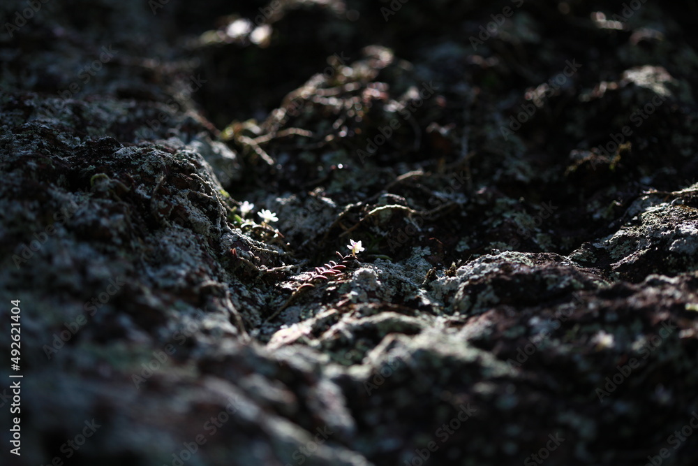 flowers in the rocks