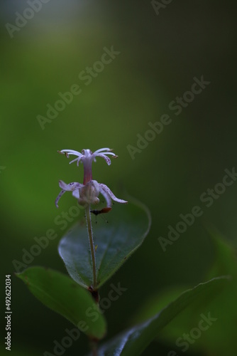 wild flowers