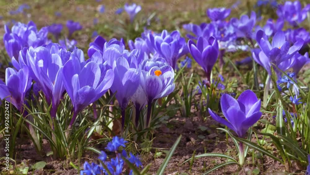 Spring flowers in the meadow. Crocuses and snowdrops Spring flowers in the meadow. Crocuses and snowdrops