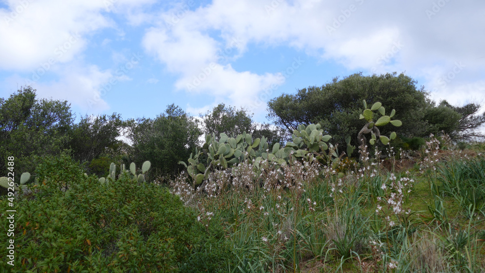 Fototapeta premium Paesaggio di Sardegna