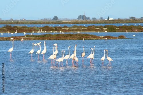 Des flamants roses dans le delta de l'Ebre en Catalogne en Espagne
