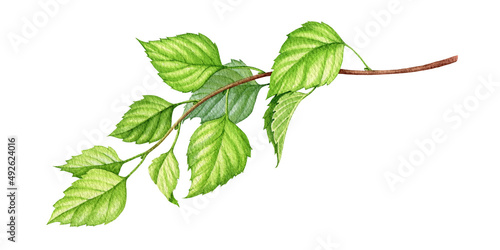Birch branch with green leaves watercolor illustration. Spring lush realistic birch branch. Forest and park tree element. New fresh leaves on a tree shoot. White background.