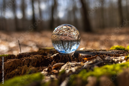 Blick durch eine Glaskugel im Wald