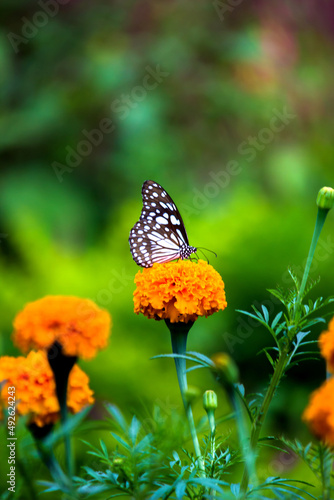 Blue spotted milkweed butterfly or danainae or milkweed butterfly resting on the plants during springtime © Robbie Ross