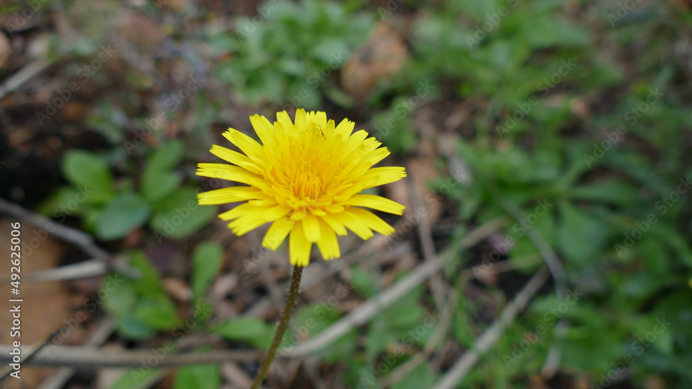 Fiore selvatico Fiore selvatico