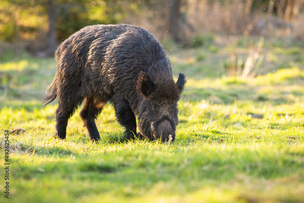 Wild boar, sus scrofa, digging with nose on ground in spring nature. Wild pig sniffing on grassland on sunlinght. Brown swine feeding on sunlit glade.