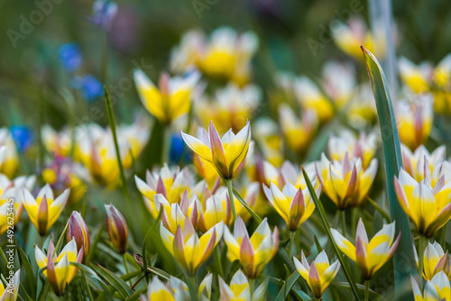 Yellow and purple tulips field close-up. Tulipa biflora flowers. Floral background for design, postcards, posters, banners. Delicate petals on a green background. Romantic wallpaper photo