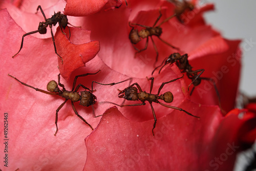 Südamerikanische Blattschneider auf einer zarten Rosenblüte photo