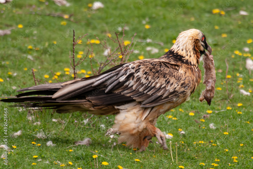 Fototapeta premium Gypaète barbu, .Gypaetus barbatus, Bearded Vulture