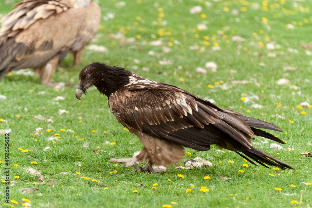 Gypaète barbu,.Gypaetus barbatus, Bearded Vulture Gypaète barbu,.Gypaetus barbatus, Bearded Vulture