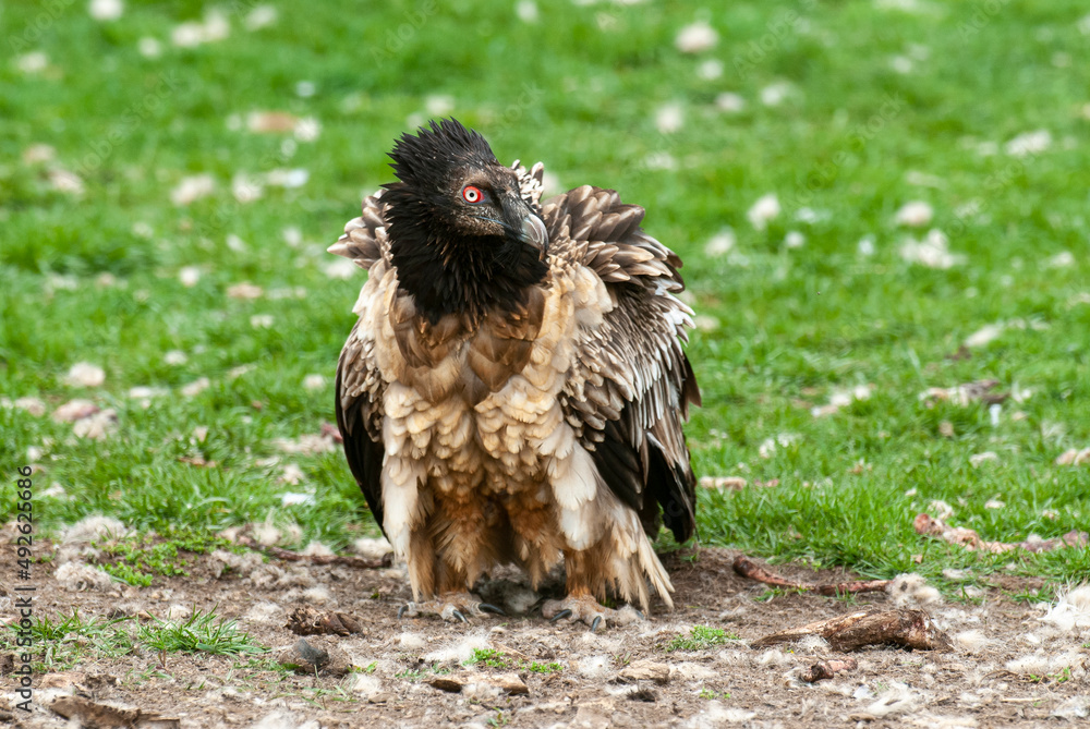 Fototapeta premium Gypaète barbu, .Gypaetus barbatus, Bearded Vulture