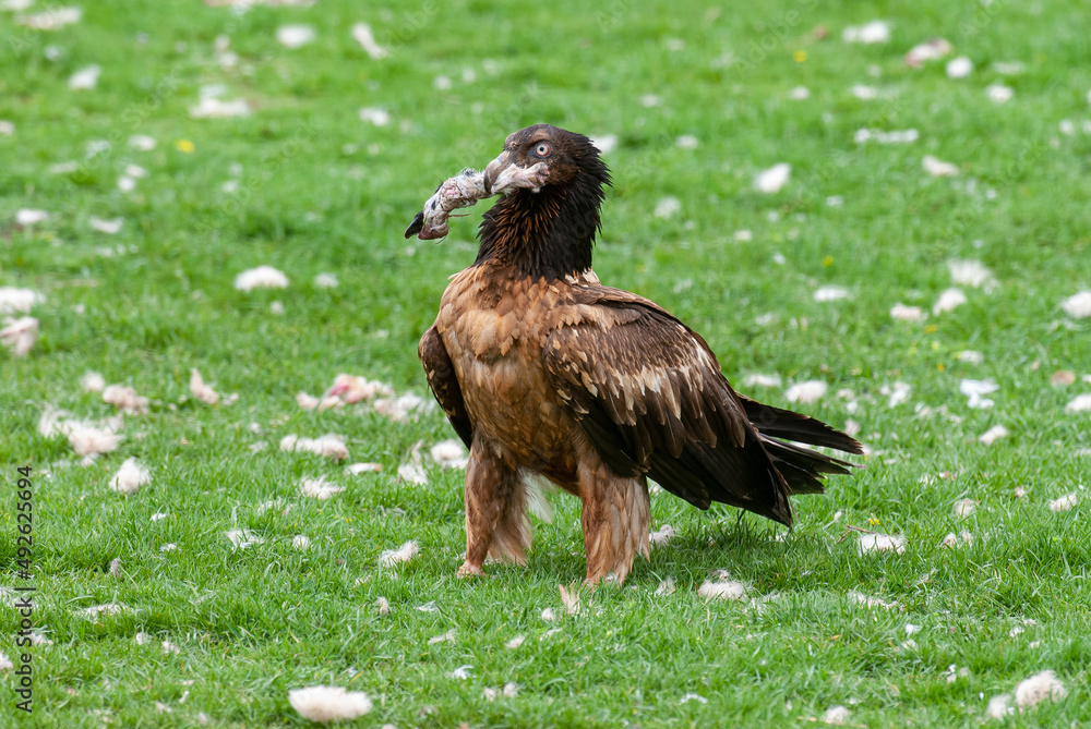 Gypaète barbu, .Gypaetus barbatus, Bearded Vulture Gypaète barbu, .Gypaetus barbatus, Bearded Vulture