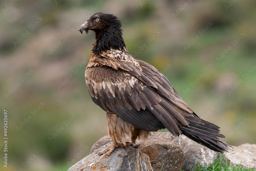 Fototapeta premium Gypaète barbu, .Gypaetus barbatus, Bearded Vulture