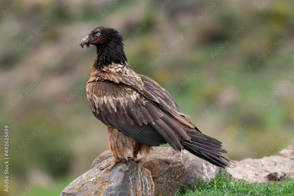 Gypaète barbu, .Gypaetus barbatus, Bearded Vulture