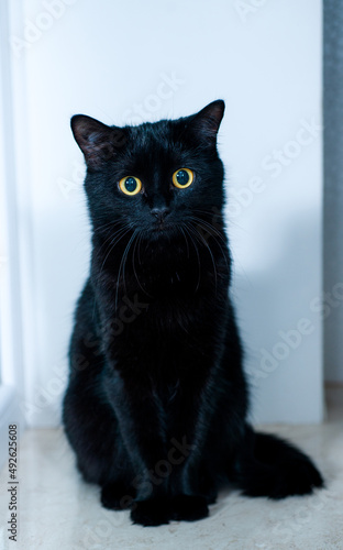 black cat on a white background with big yellow eyes very beautiful cat