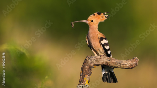 Eurasian hoopoe, upupa epops, perched on branch in summer at sunset with copy space. Wild bird in natural environment illuminated by sunset. Animal wildlife in nature. © WildMedia