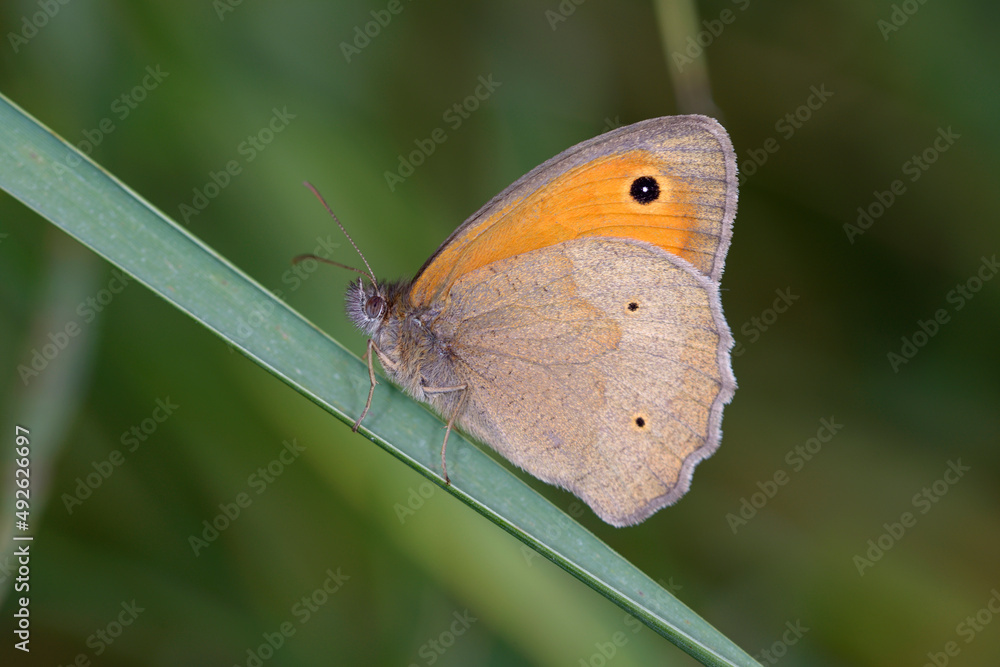 Butterfly small heath, Coenonympha pamphilus, sitting on a green leaf Butterfly small heath, Coenonympha pamphilus, sitting on a green leaf