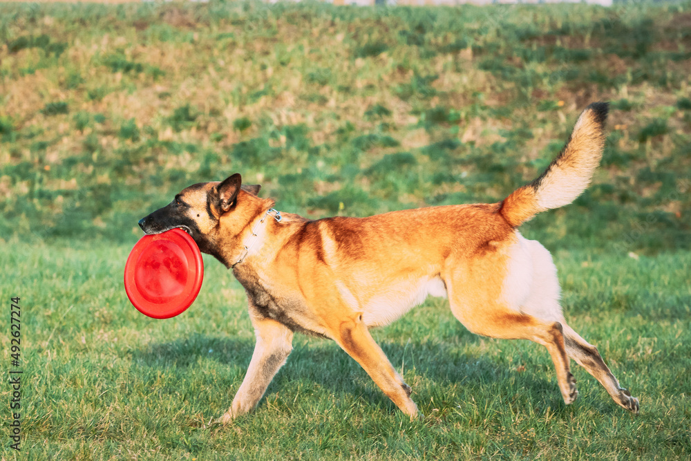 Malinois Dog Play Running With Plate Toy Outdoor In Park. Belgian Sheepdog Are Active, Intelligent, Friendly, Protective, Alert And Hard-working. Belgium, Chien De Berger Belge Dog. Malinois Dog Play Running With Plate Toy Outdoor In Park. Belgian Sheepdog Are Active, Intelligent, Friendly, Protective, Alert And Hard-working. Belgium, Chien De Berger Belge Dog.