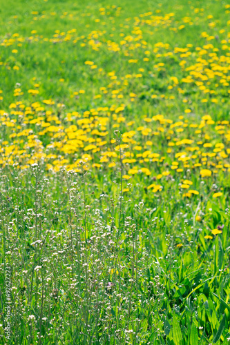 Yellow dandelions. Blooming dandelions in the spring on the background of a green lawn. Field of dandelions. Summer