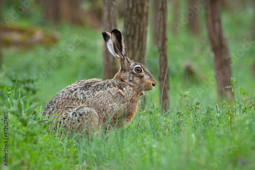 Alert brown hare, lepus europaeus, sitting in grass in springtime nature. Wild bunny looking in forest in spring. Rabbit watching in green woodland from side.