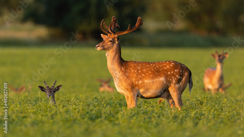 Fototapeta Naklejka Na Ścianę i Meble -  Fallow deer, dama dama, looking aside on clover in summer sunlight. Bunch of spotted mammals resting on meadow in sunlit. Stag with velvet antlers watching on grass.