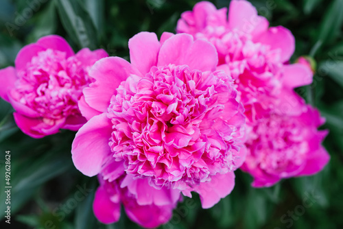 Fototapeta Naklejka Na Ścianę i Meble -  Beautiful pink flowers of the herbaceous peony in summer in the garden