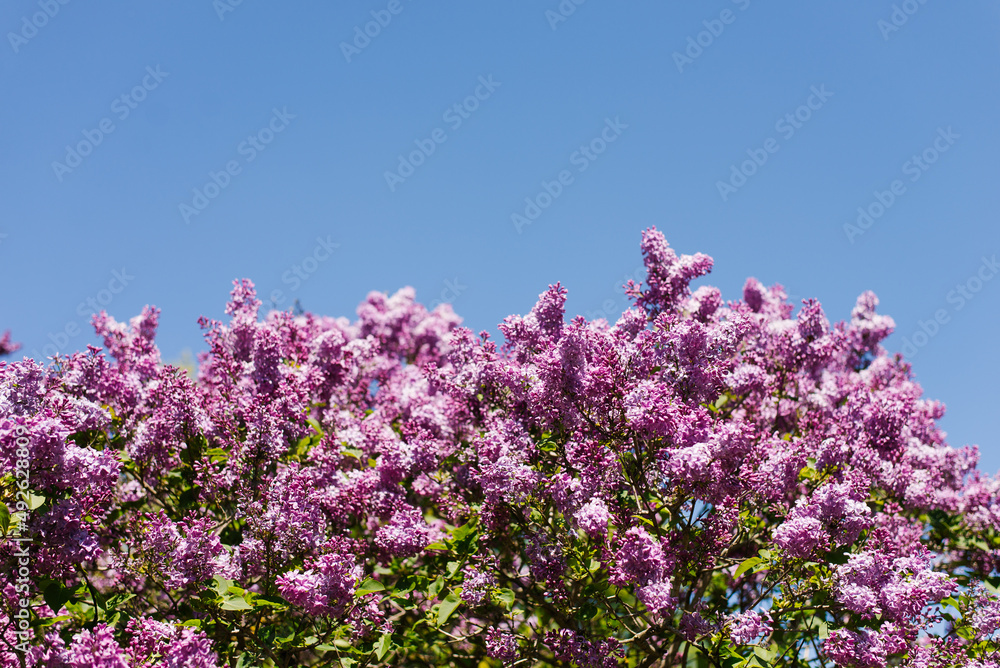 Bushes of blossoming purple lilacs against the sky Bushes of blossoming purple lilacs against the sky