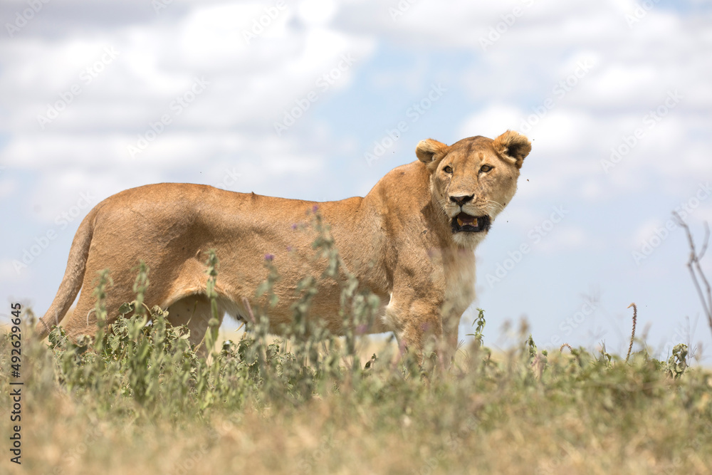 Free roaming african lion feline cat in the wild Free roaming african lion feline cat in the wild