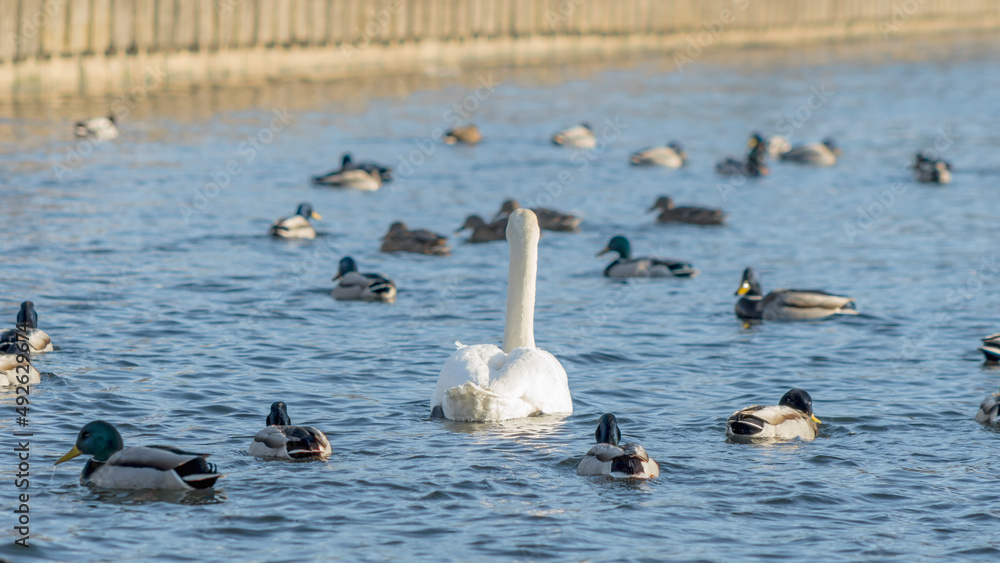 Swan and ducks on frozen river. Flock of wild ducks and swans swims in the pond. Wintering of wild birds in the city. Swan and ducks on frozen river. Flock of wild ducks and swans swims in the pond. Wintering of wild birds in the city.