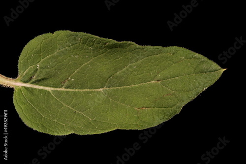 Woolly Burdock (Arctium tomentosum). Leaf Closeup