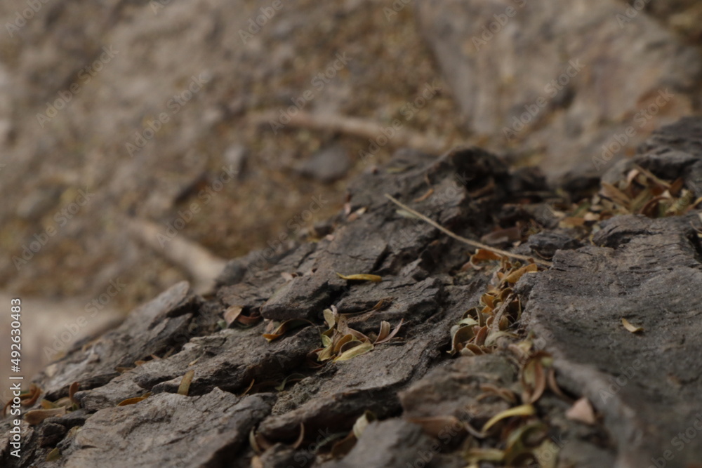 ants on the ground ants on the ground