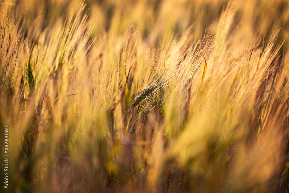 Beautiful sunset in the wheat field, Ukraine rural landscape