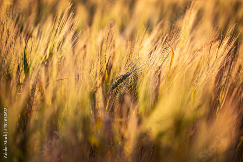 Beautiful sunset in the wheat field  Ukraine rural landscape