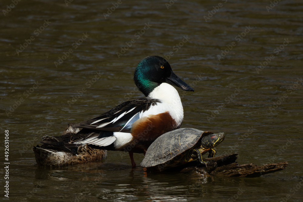 Fototapeta premium ハシビロガモの夫婦と亀