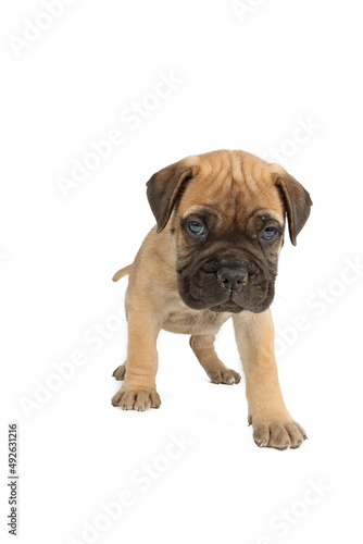 bullmastiff puppy isolated on white background  © eds30129