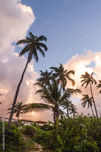 Palms at the beach