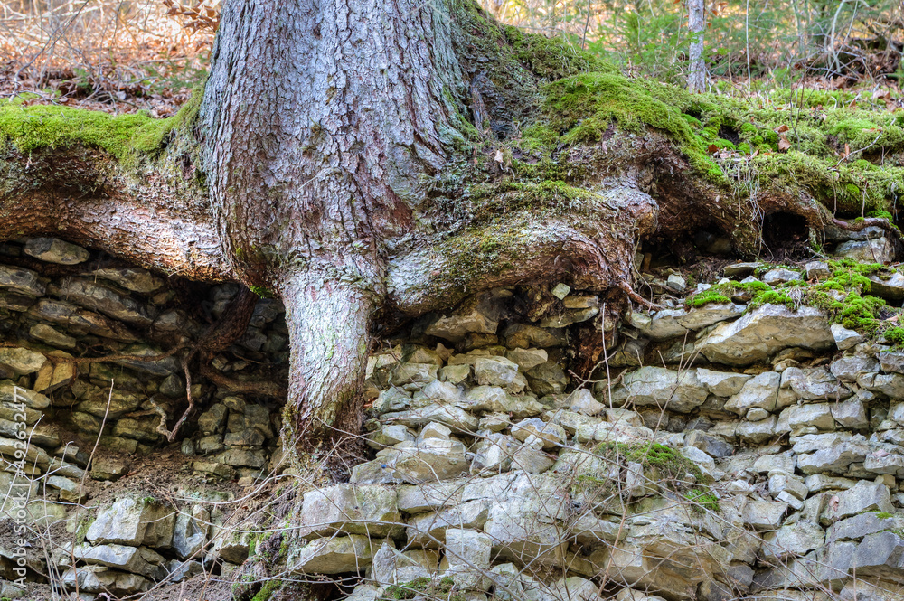 Tree root in the porous rock. Tree roots penetrate into crevices and, as they grow, put pressure on the rock. This pressure can loosen the rock. Tree root in the porous rock. Tree roots penetrate into crevices and, as they grow, put pressure on the rock. This pressure can loosen the rock.