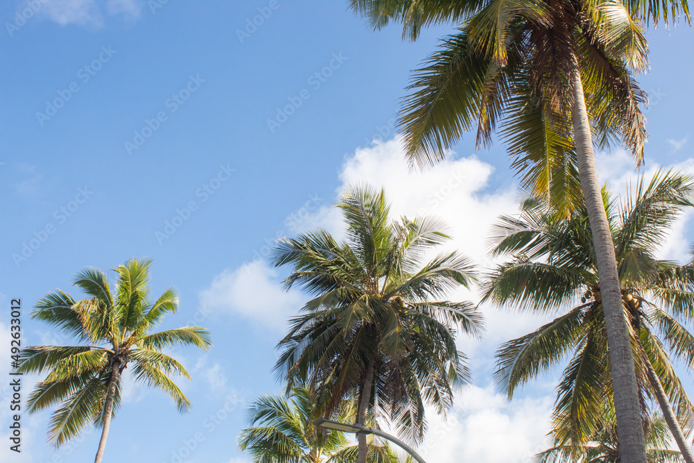 Palms summer